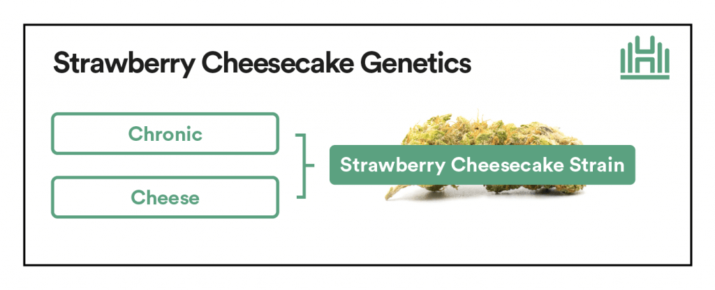 Strawberry Cheescake Strain Genetics