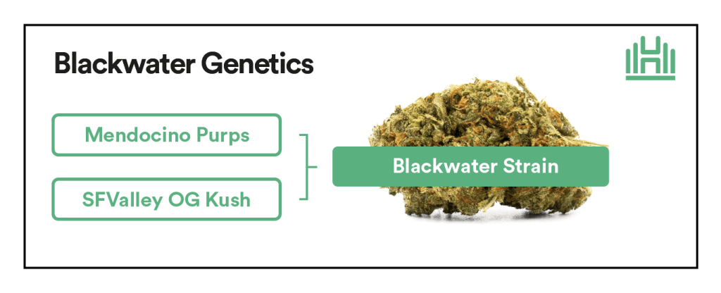 Blackwater Strain Genetics