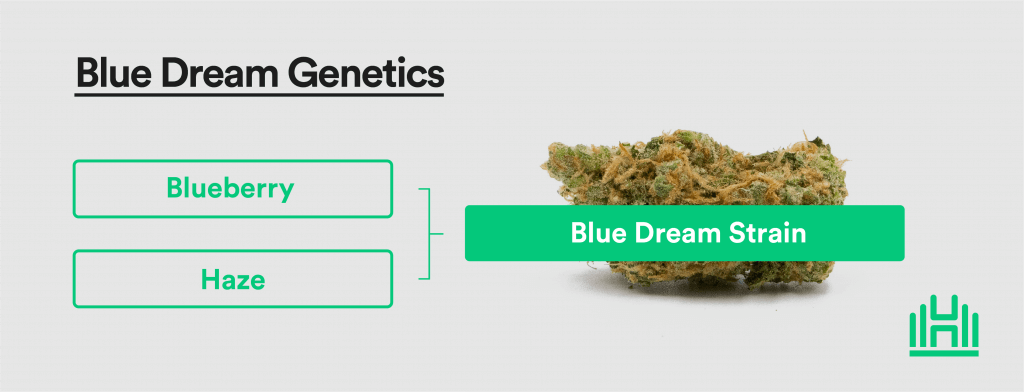 Blue Dream Strain Genetics