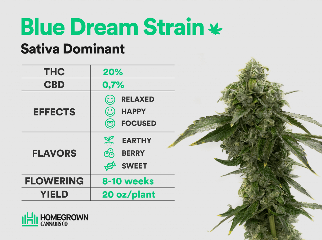 Blue Dream Strain Info