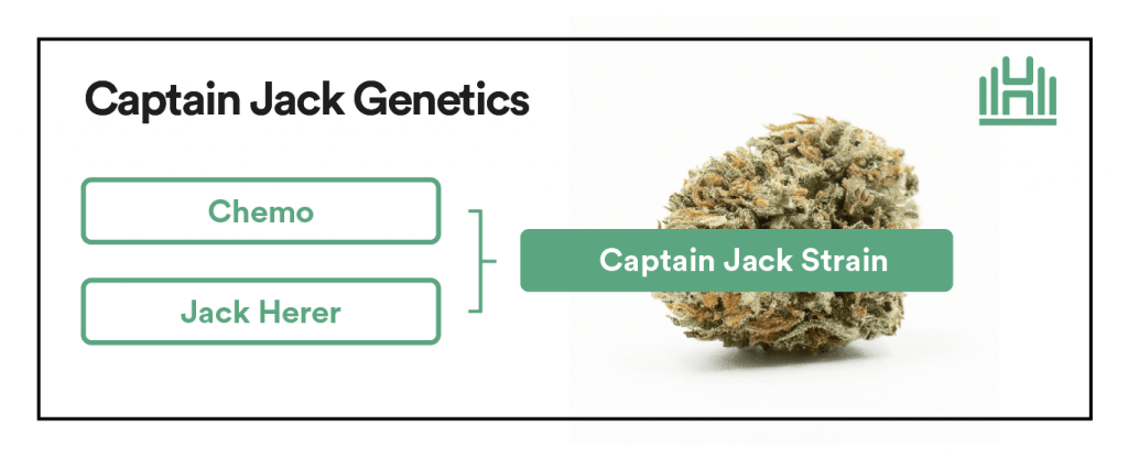 Captain Jack Strain Genetics