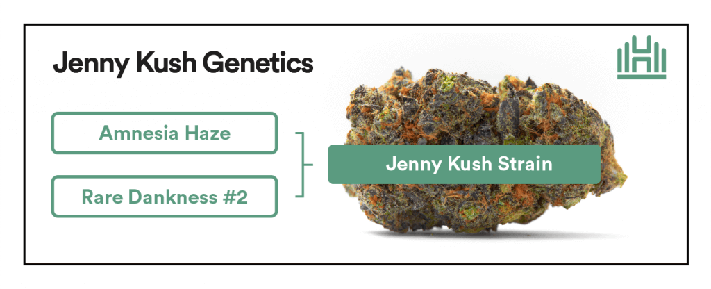 Jenny Kush Strain Genetics