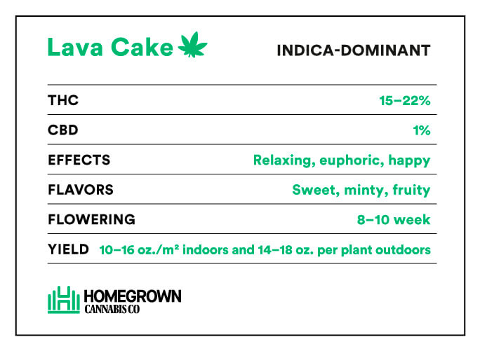 Lava Cake Strain Info