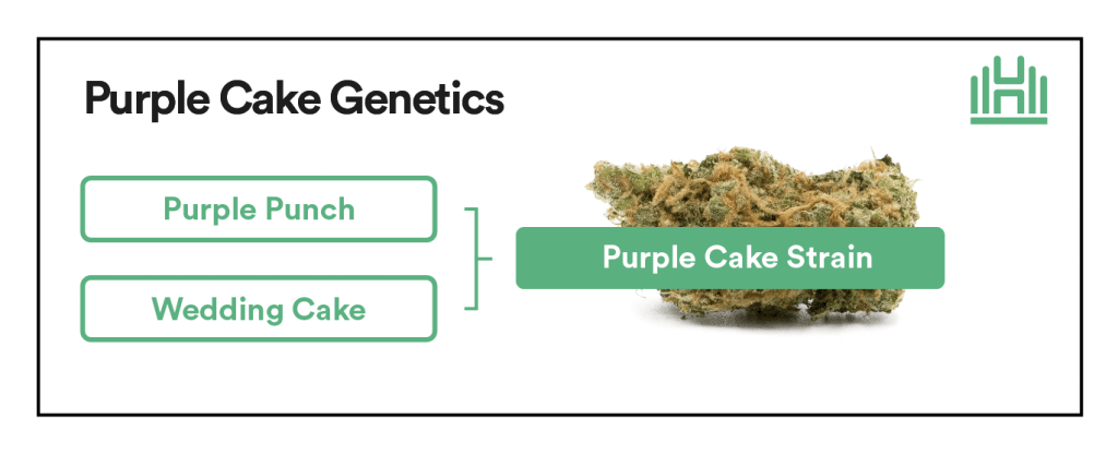 Purple Cake Strain Genetics