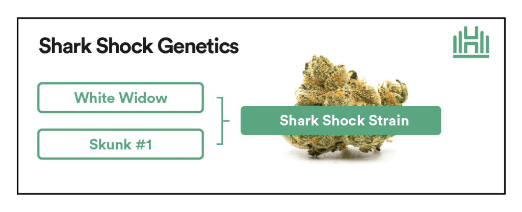 Shark Shock Strain Genetics