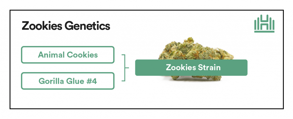Zookies Strain Genetics