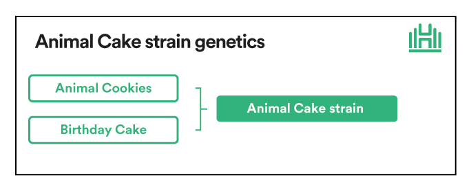 Animal cake strain genetics table