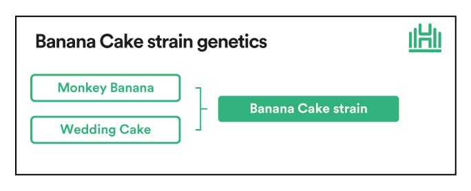 Banana Cake Strain Genetics