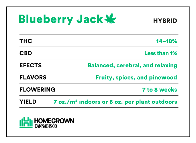 Blueberry Jack strain info