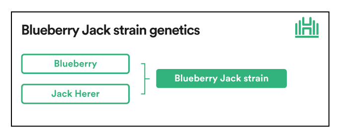 Blueberry Jack strain genetics