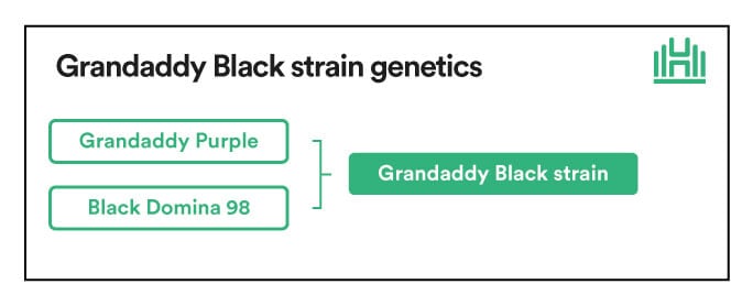 Grandaddy Black Strain Genetics