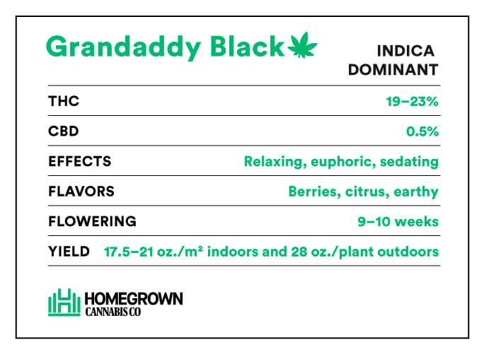 Grandaddy Black Strain Info