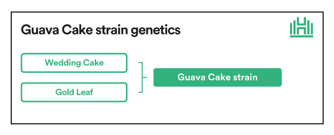 Guava Cake strain genetics