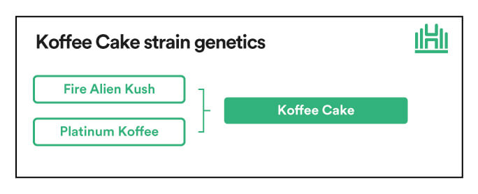 Koffee Cake Strain Genetics