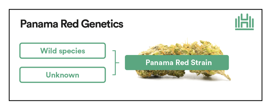Panama Red Strain Genetics