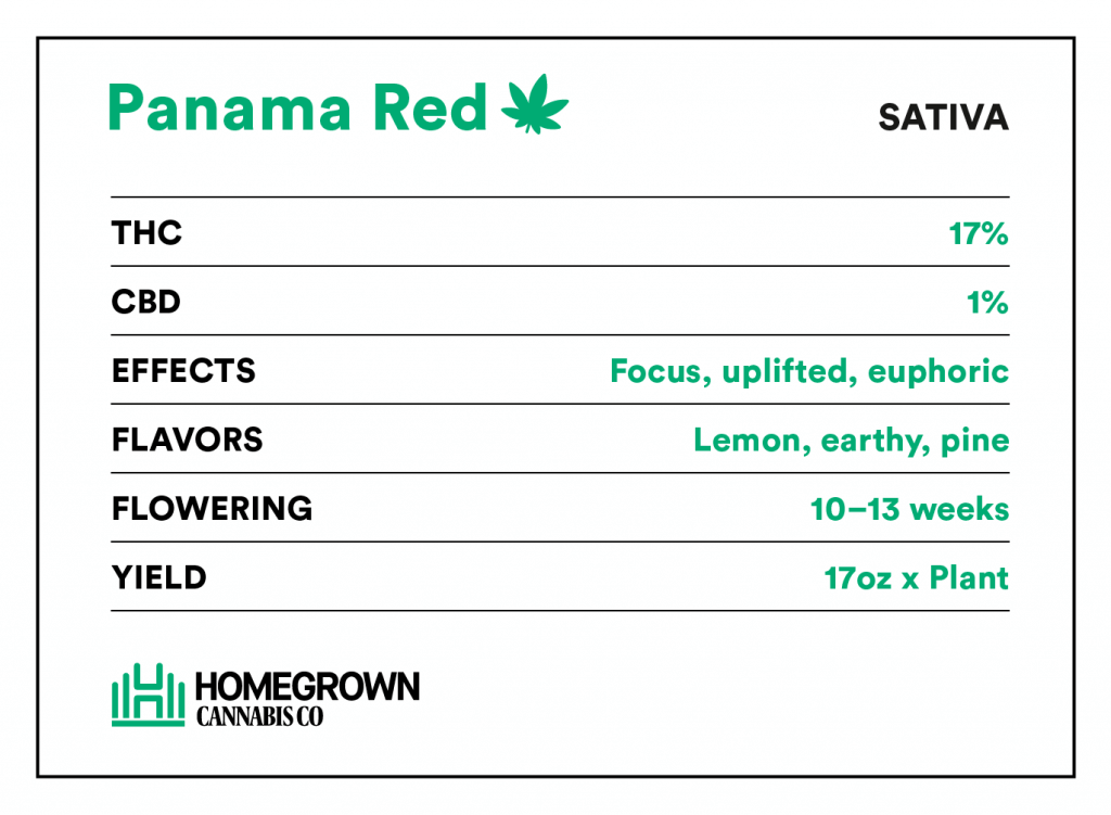 Panama Red Strain Info