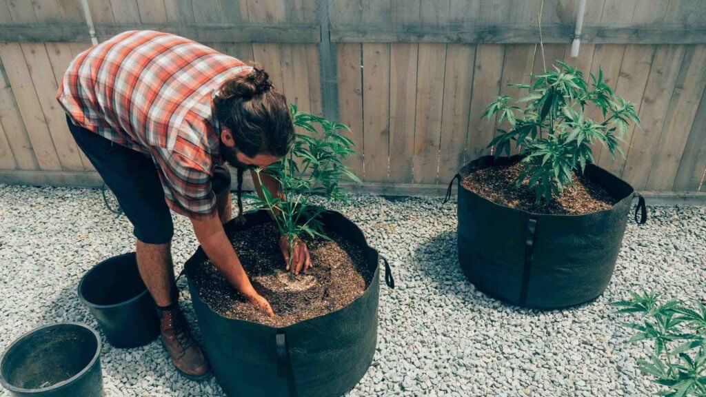 Parker transplanting cannabis plants