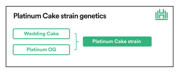 Platinum Cake Strain Genetics