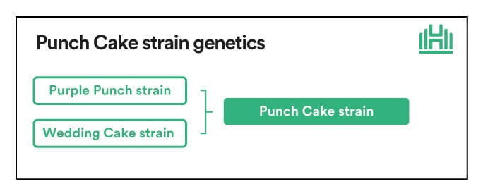 Punch Cake Strain Genetics