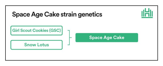 Space Age Cake Strain Genetics