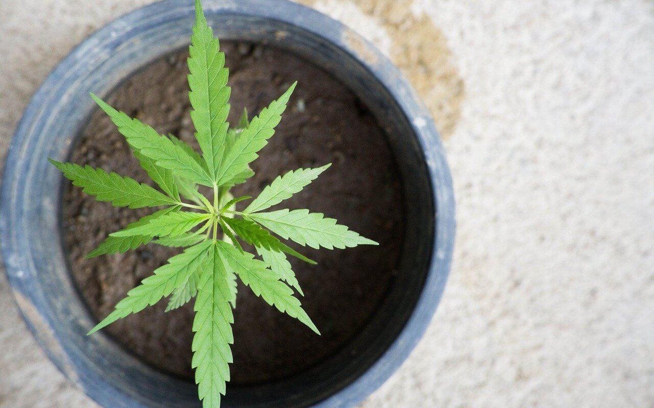 Cannabis plant pot size