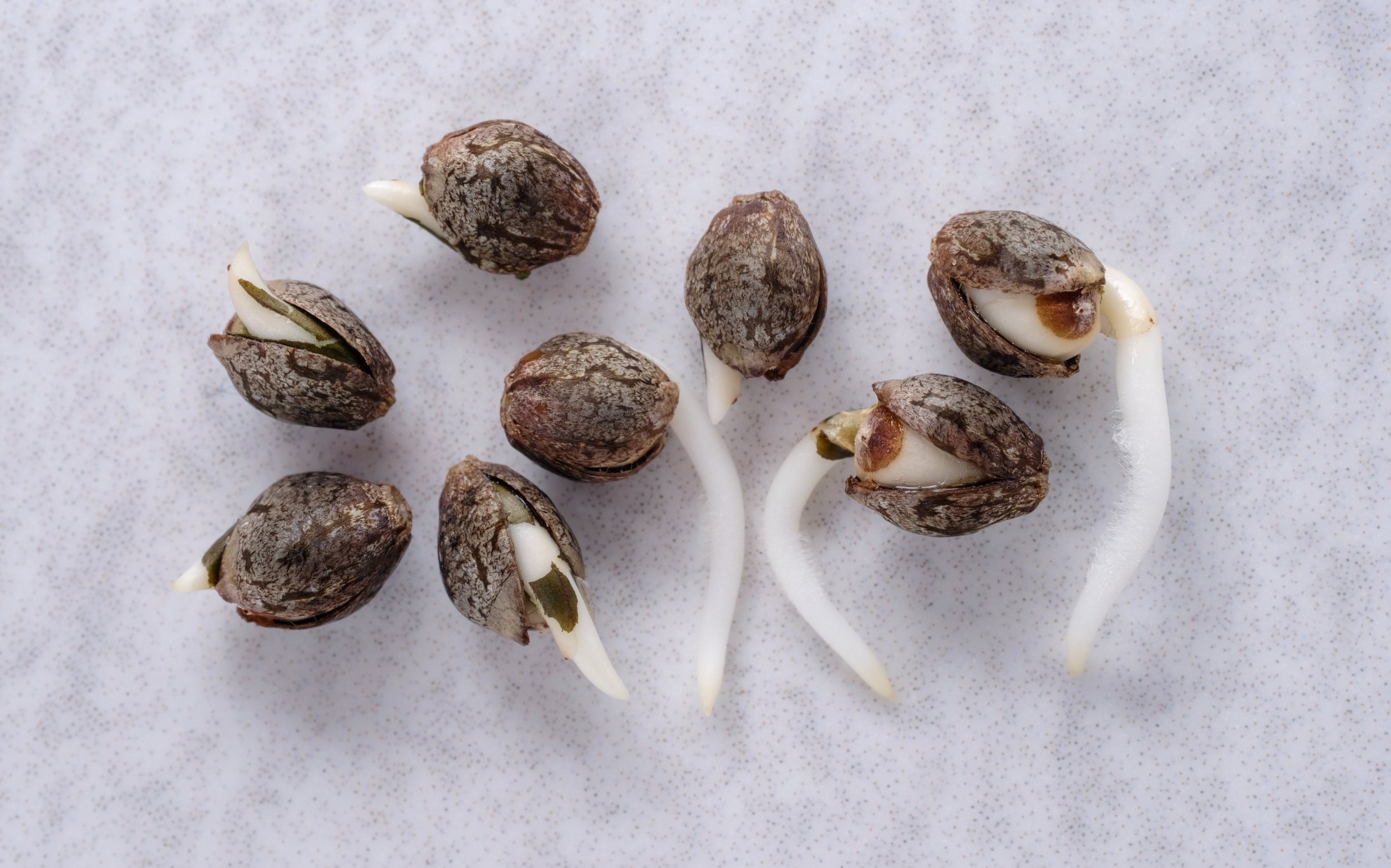 autoflower seeds germination