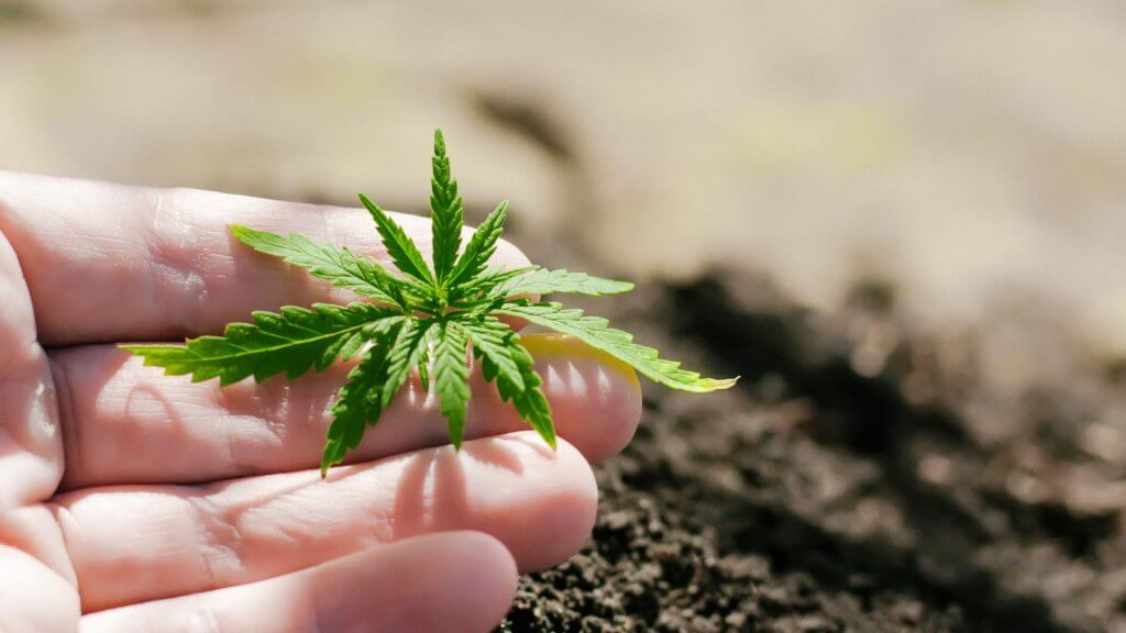 cannabis seedling problems