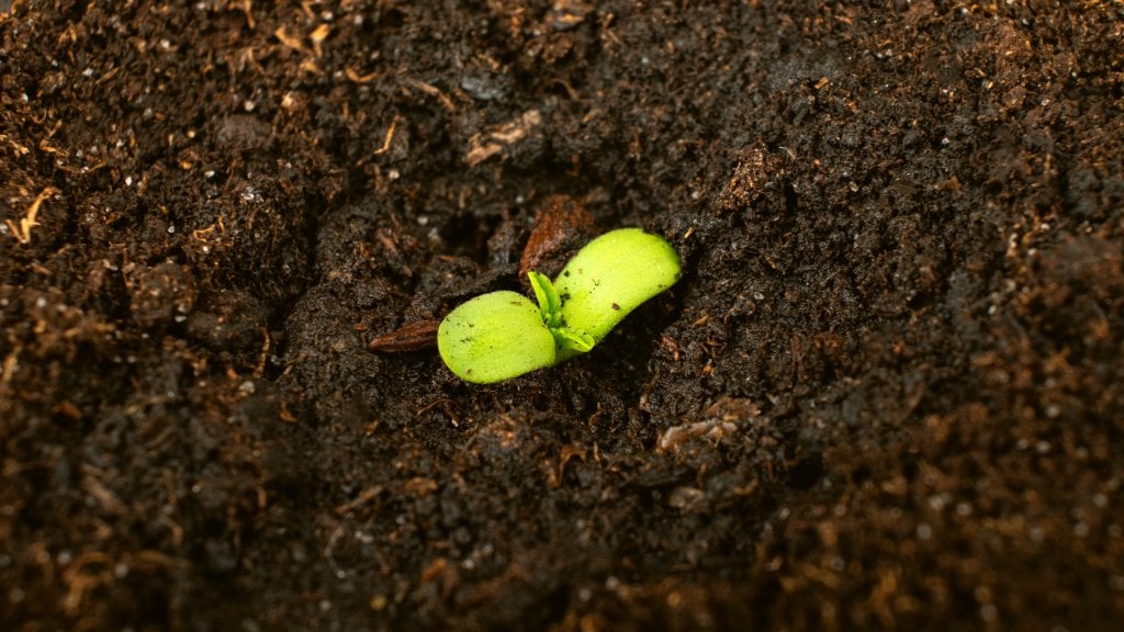 issues on cannabis seedlings