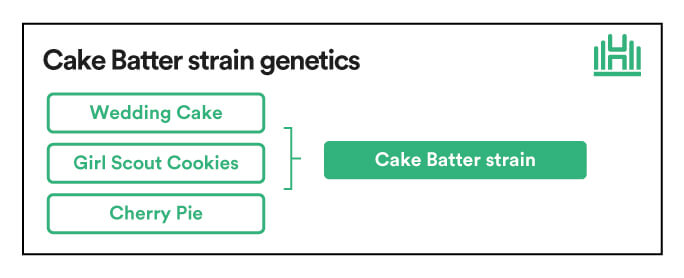 Cake Batter strain genetics