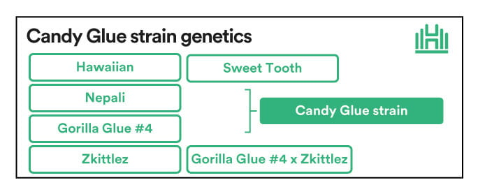 Candy Glue Strain genetics