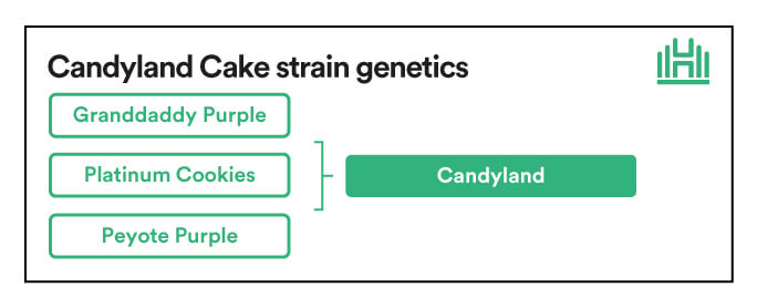 Candyland Strain genetics