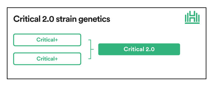 Critical 2.0 strain  genetics