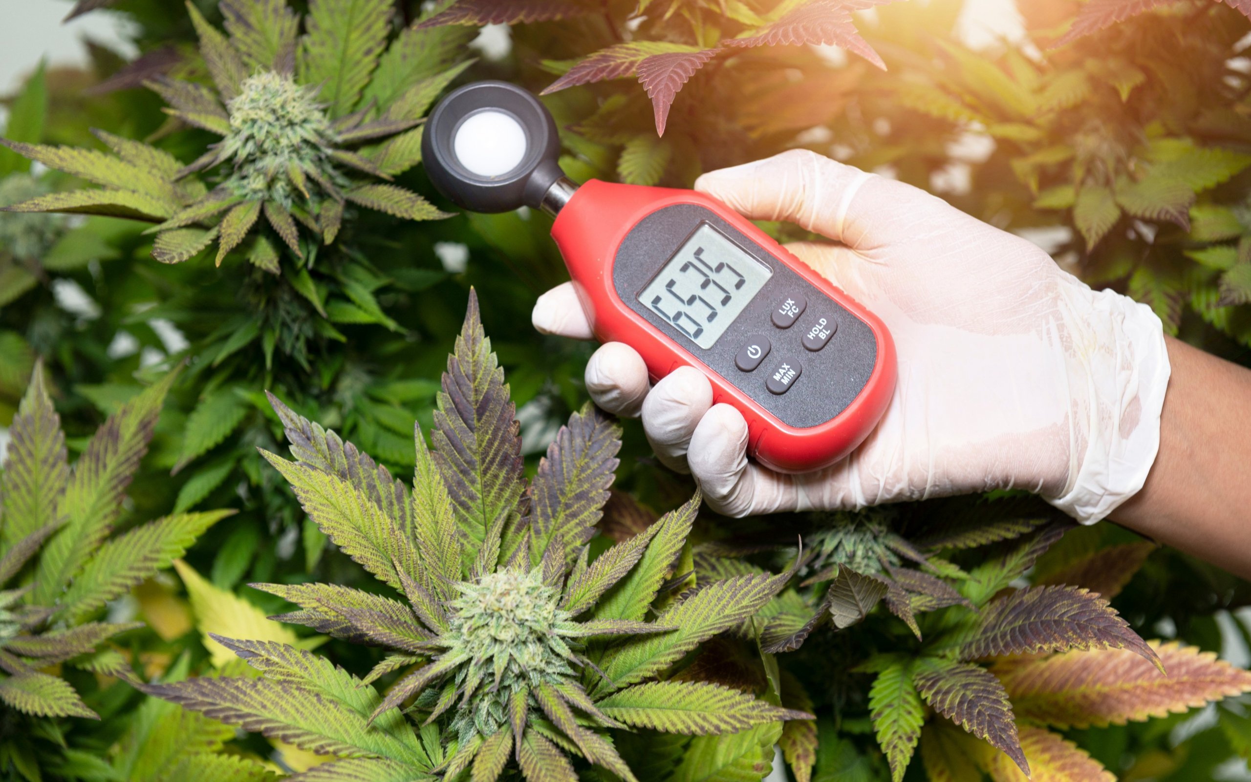 tools to monitor and control the temp and humidity for weed