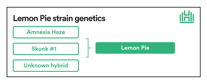 Lemon Pie Strain gennetics
