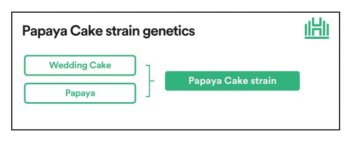 Papaya Cake Strain genetics