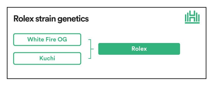 Rolex Strain genetics