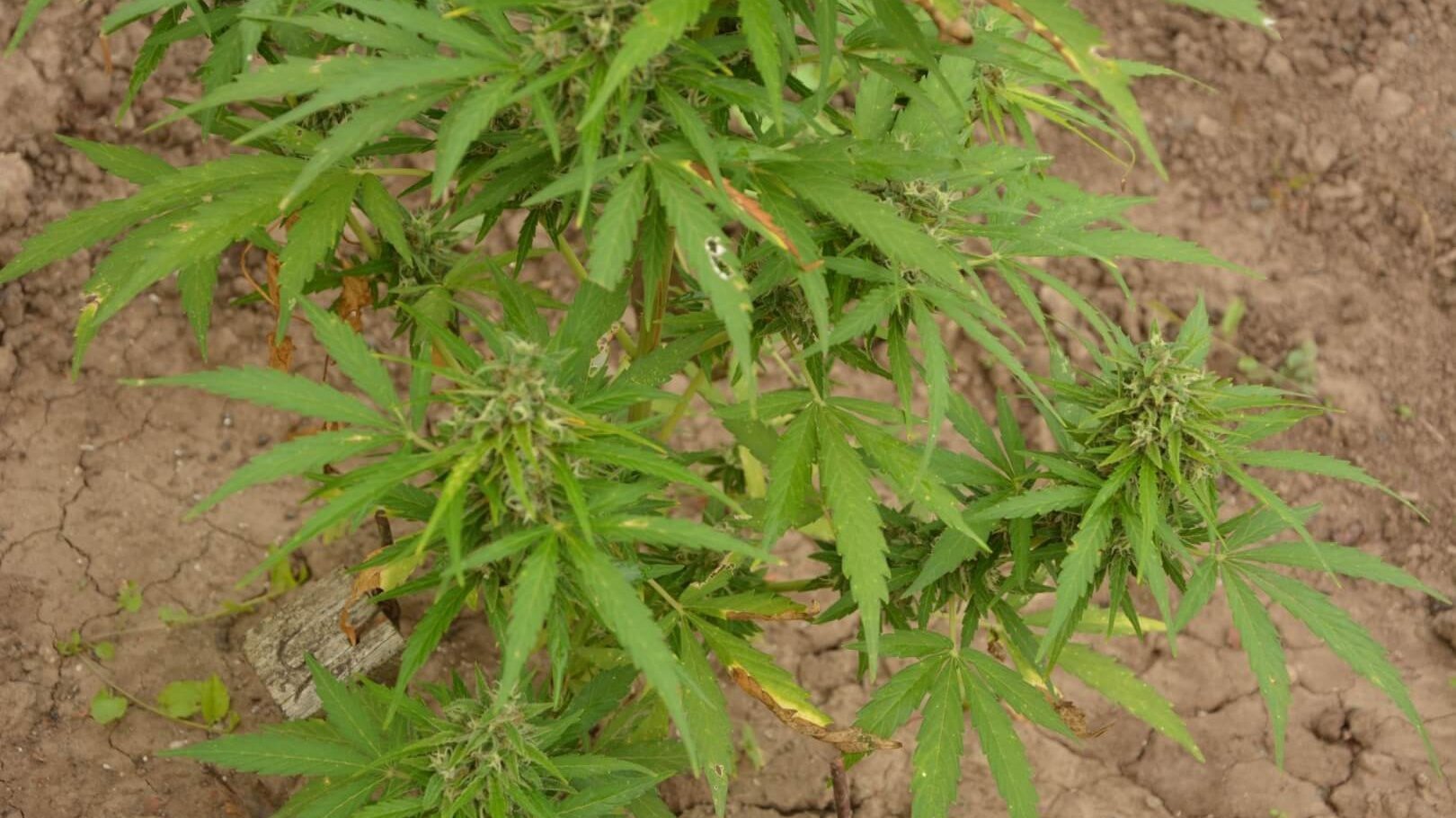 boron deficiency in cannabis