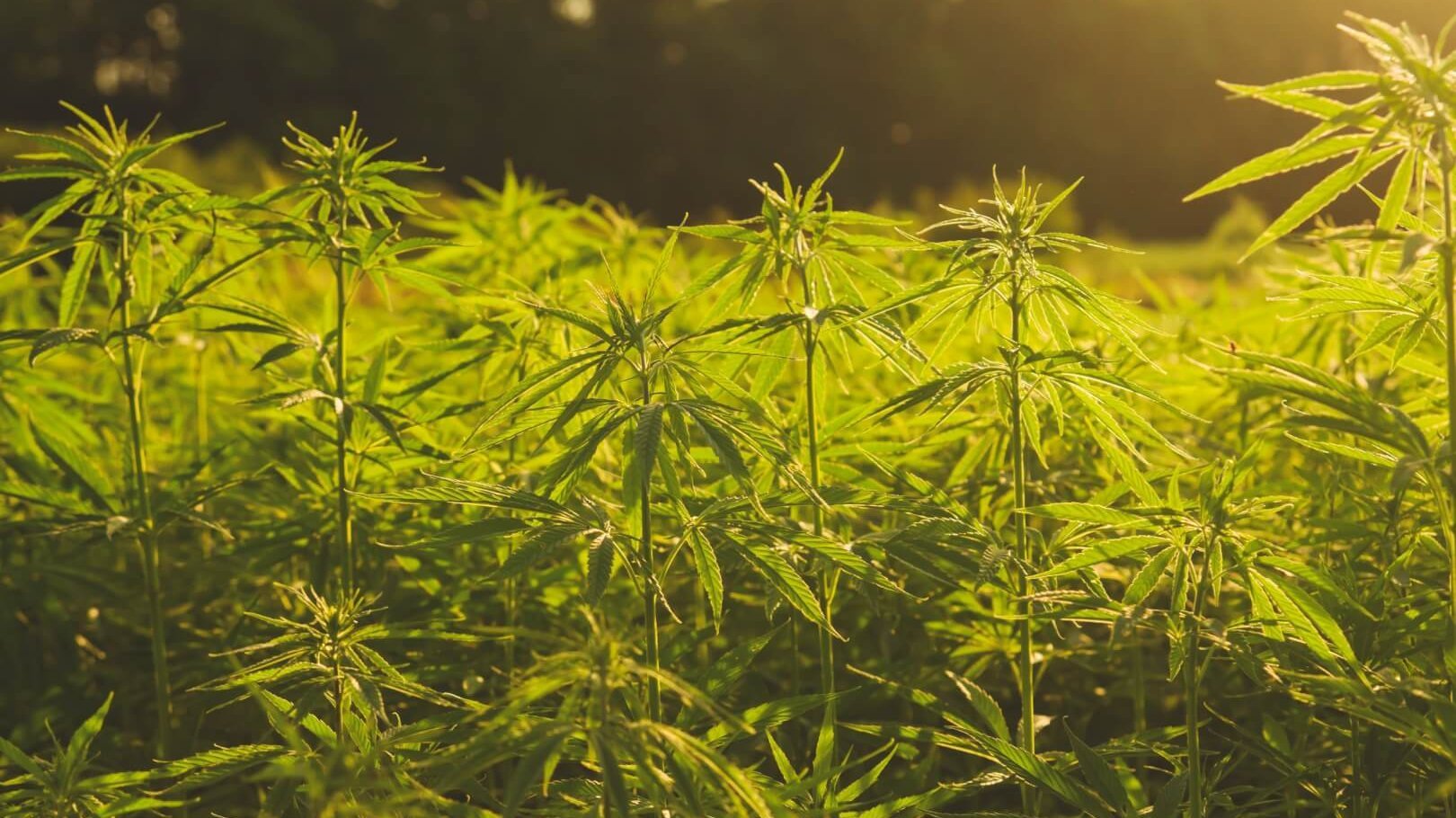 boron deficiency in cannabis plant