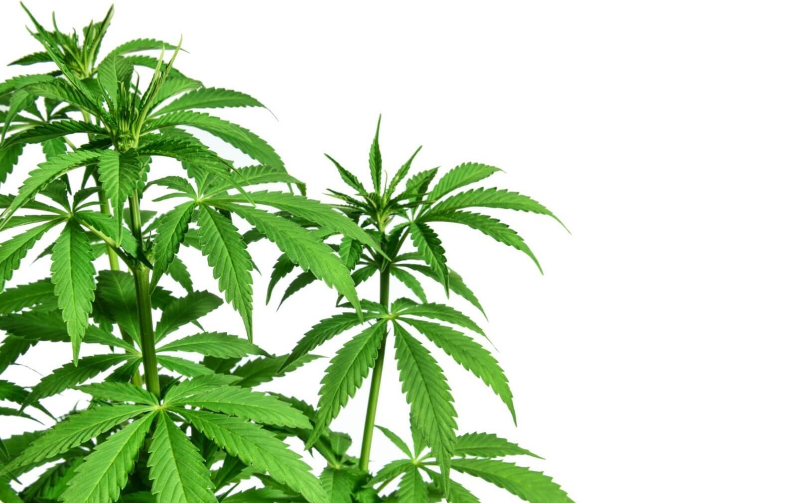 topping autoflower cannabis plants