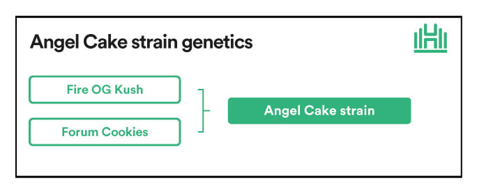 Angel Cake strain genetics