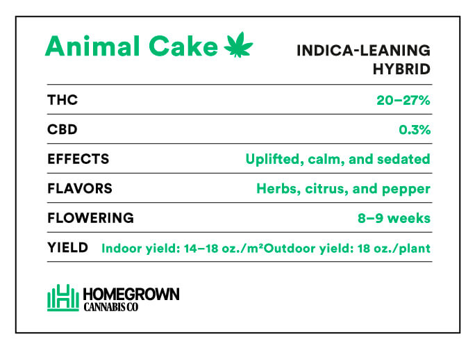 Animal Cake Strain Info