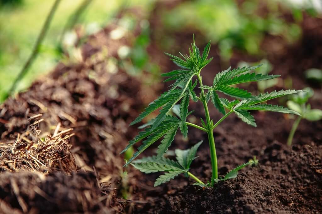 Best Soil for Outdoor Weed 1 (1)