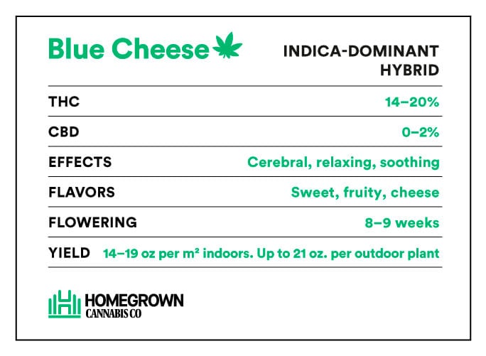 Blue Cheese Strain Info