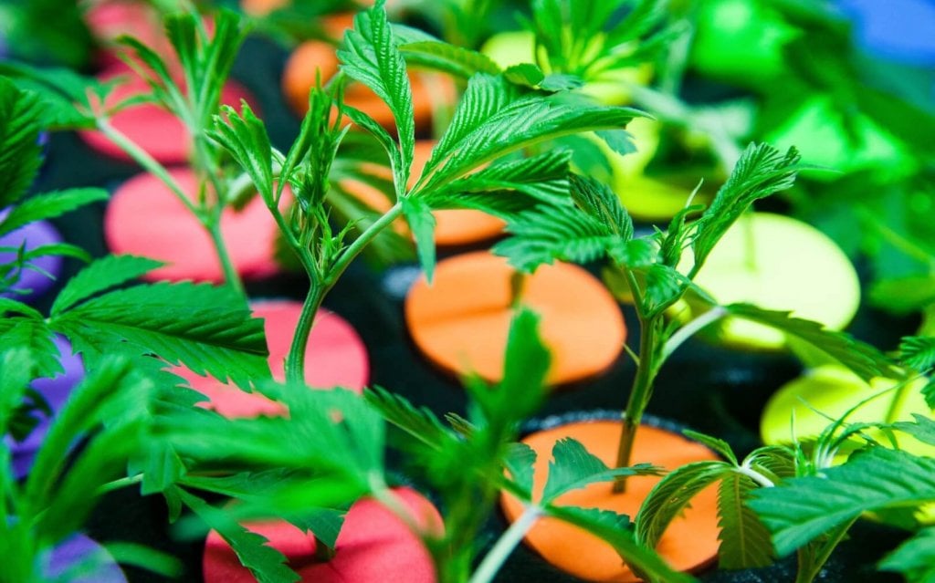 Growing cannabis clones