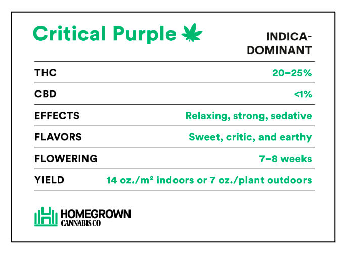 critical purple strain info