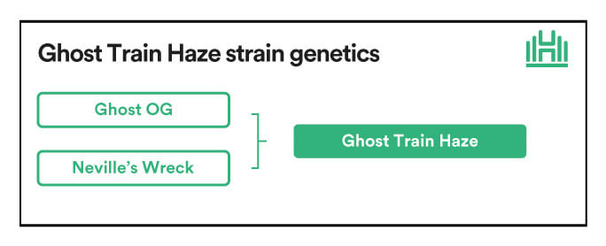 Ghost Train Haze strain genetics