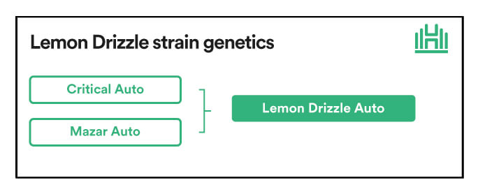 Lemon Drizzle Strain genetics