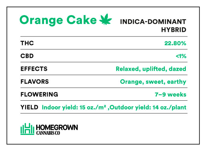 Orange Cake Strain info