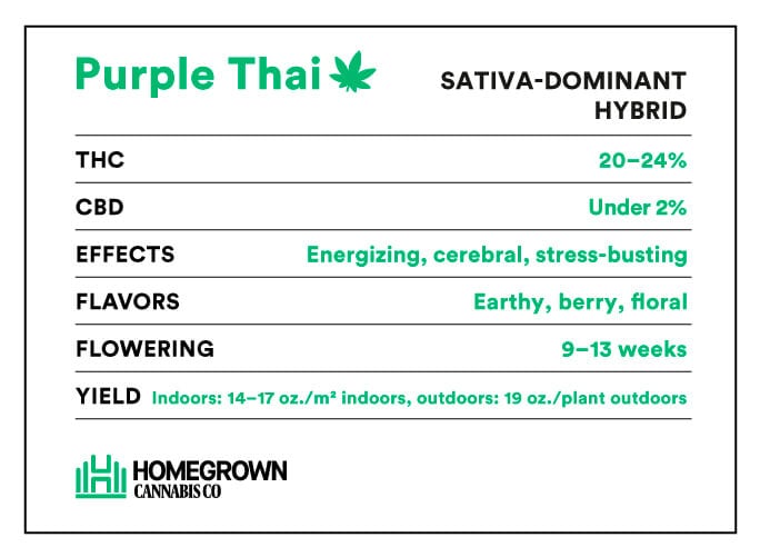 Purple Thai strain info