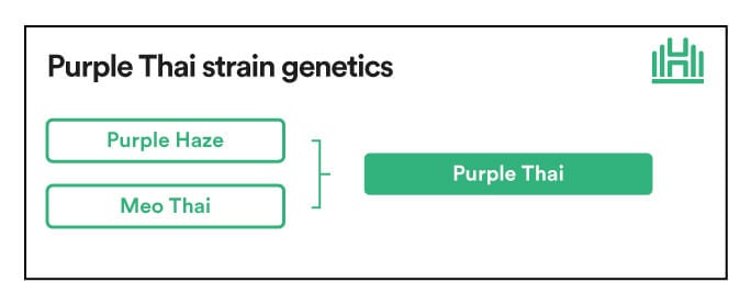 Purple Thai strain genetics